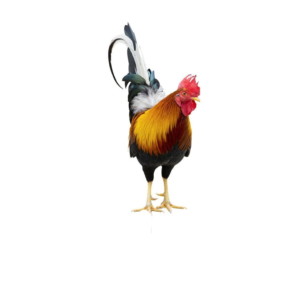 Acrylic Garden Rooster Figure