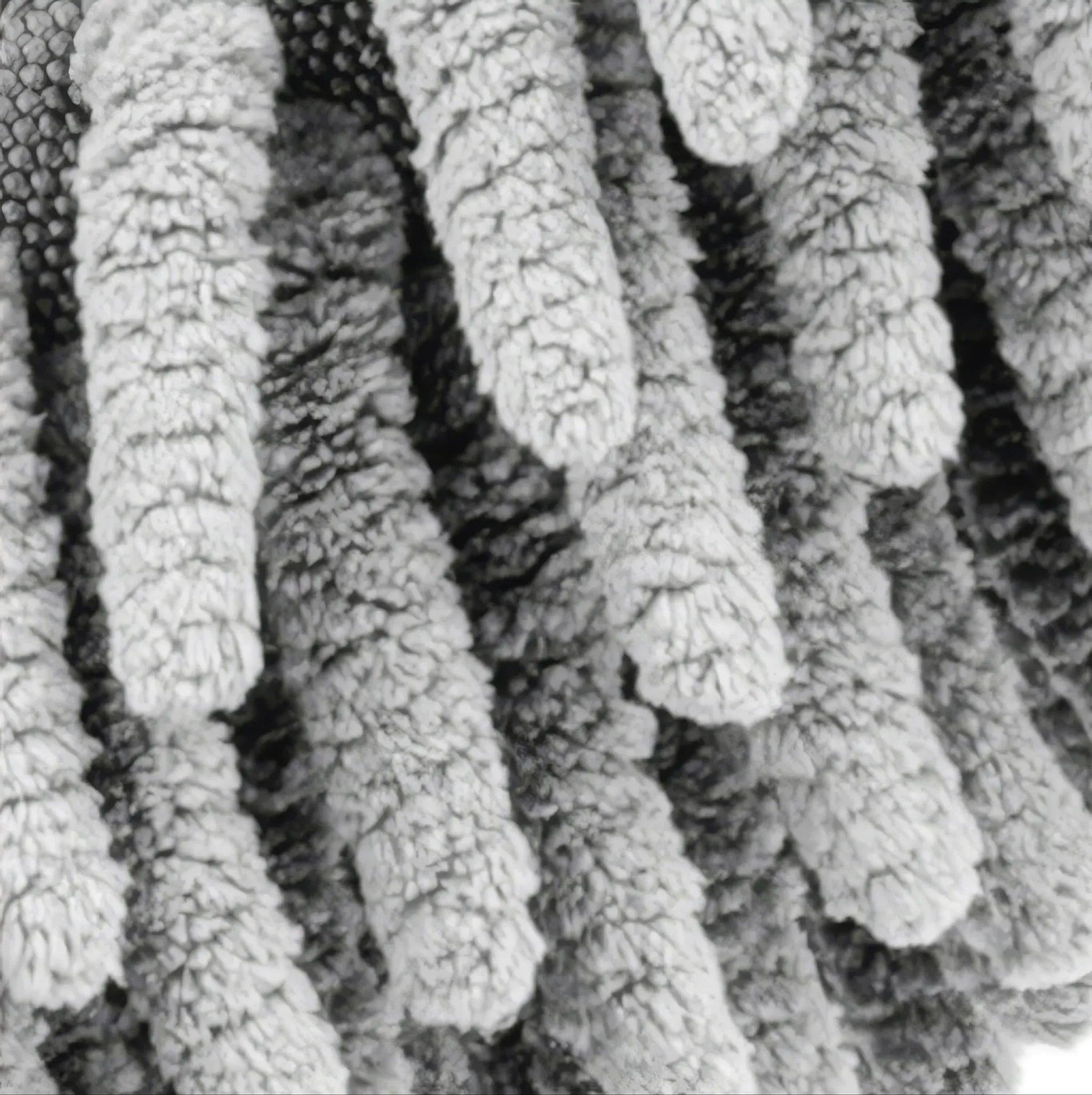 Scratch-Free Car Wash Brush