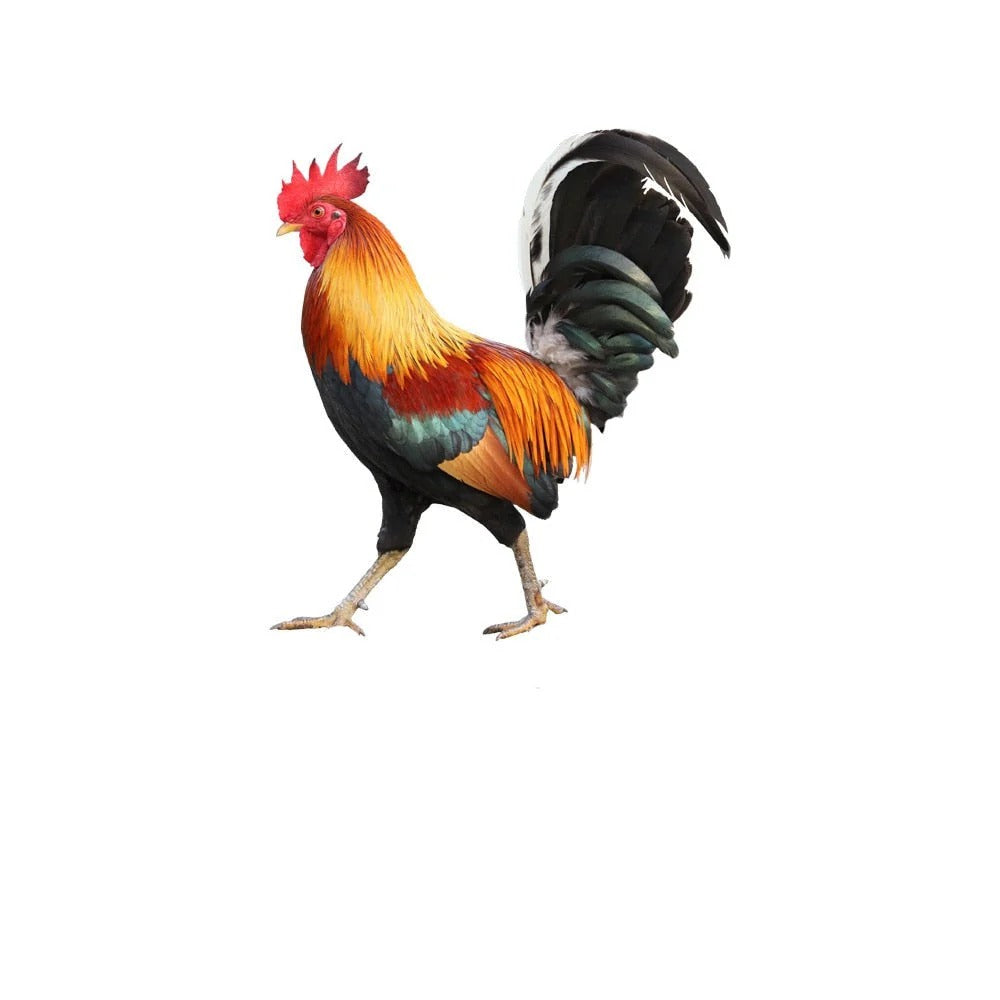Acrylic Garden Rooster Figure